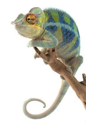 chameleoncropped